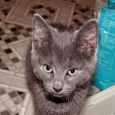 Blanding af racer Smokey