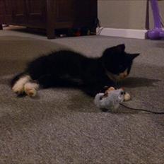 Huskat Toby DØD
