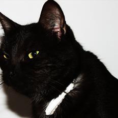 Blanding af racer Perle `Puma´<3