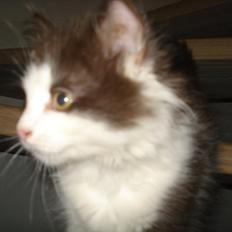 Blanding af racer Bailey