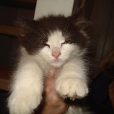 Blanding af racer Bailey