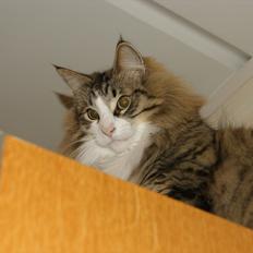 Norsk Skovkat Don Juan