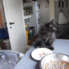 Blanding af racer Lunte