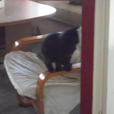 Blanding af racer Lunte