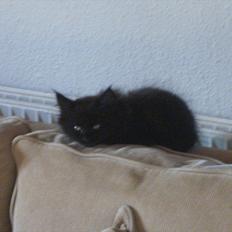 Blanding af racer Lunte