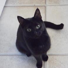 Blanding af racer Fidus