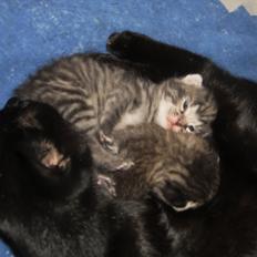 Blanding af racer Fidus