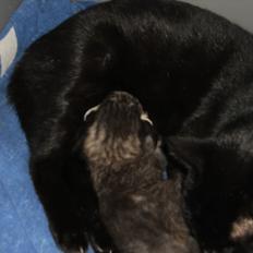 Blanding af racer Fidus