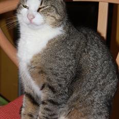 Huskat Miv