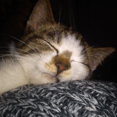 Huskat Sir Kurt Ka Ora