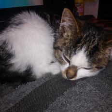 Huskat Sir Kurt Ka Ora