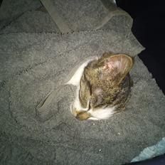 Huskat Sir Kurt Ka Ora