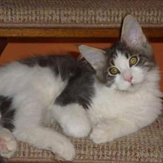 Maine Coon Sofus