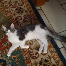 Maine Coon Sofus