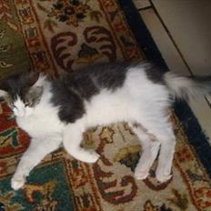 Maine Coon Sofus