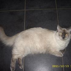 Ragdoll DK Flowerchild Campanula Nischa