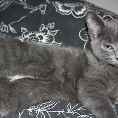 Blanding af racer Fie