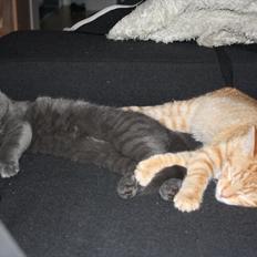 Blanding af racer Fie