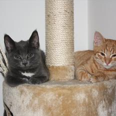 Blanding af racer Fie