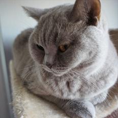 British Shorthair Wilfrida