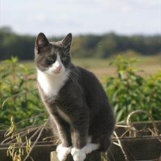 Blanding af racer Cecilie /Silje