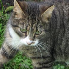 Blanding af racer Tigger /Tiger