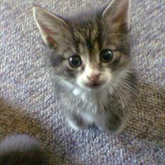 Blanding af racer Tigger /Tiger