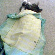 Blanding af racer Tigger /Tiger