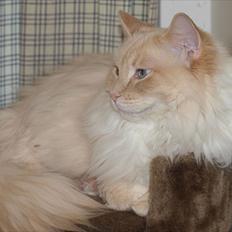 Ragdoll Kaizer