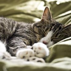 Blanding af racer Oskar