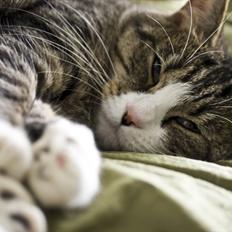 Blanding af racer Oskar