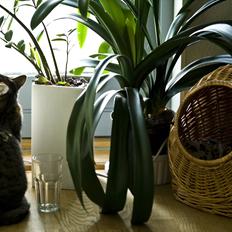 Blanding af racer Oskar