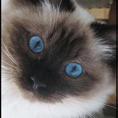 Ragdoll Kashmir