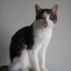 Huskat Prinsesse Sif