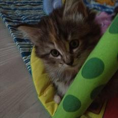 Norsk Skovkat DK Gen´Jah 's Annabel