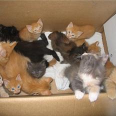 Norsk Skovkat cæcar