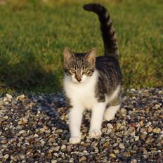 Blanding af racer Møllerhusets "Langhår"