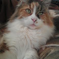 Maine Coon DK Viderup's Georgia <3 26/4 R.I.P