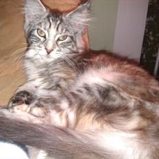 Maine Coon DK Skovlycoon Wendy
