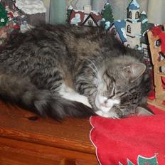 Blanding af racer malli R.I.P