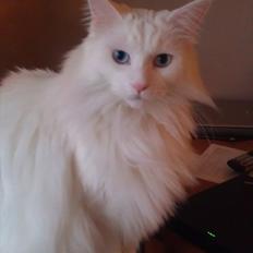 Maine Coon DK Quvangs Duchesse