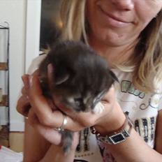 Blanding af racer Paprika