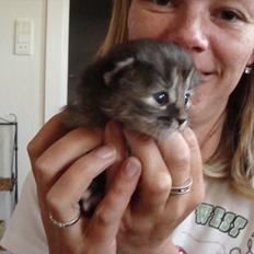 Blanding af racer Paprika