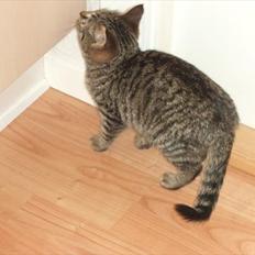 Blanding af racer Charlie