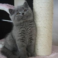 British Shorthair Tinytoons Darling (Cirkeline)