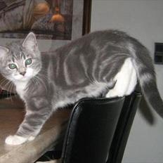 Blanding af racer Aya