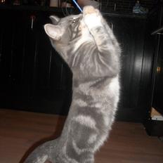 Blanding af racer Aya