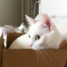 Blanding af racer Ronja