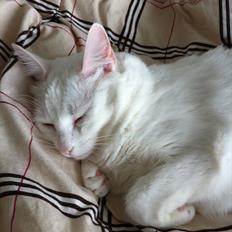 Blanding af racer Ronja