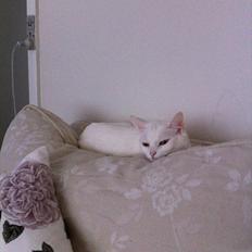 Blanding af racer Ronja